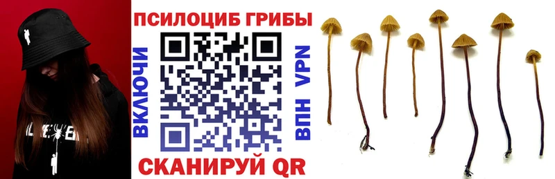 Галлюциногенные грибы Psilocybe  как найти закладки  Анапа 